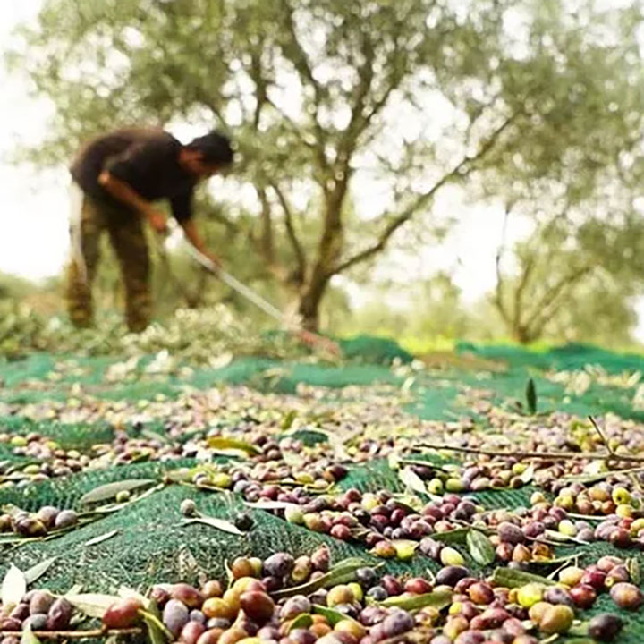 شبكة بلاستيكية بالأشعة فوق البنفسجية شبكة غطاء حصاد الزيتون الناضجة